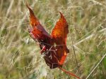 papillon-feuille-trois