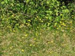 fleurs