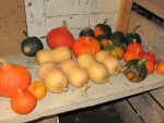 les-citrouilles