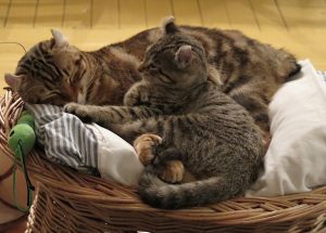 chats-de-panier