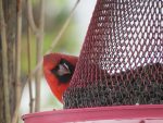 cardinal-rouge-deux